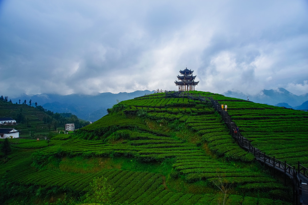 恩施,伍家台茶山.