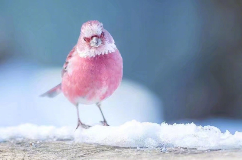 清新可爱粉色小鸟壁纸,超萌的北朱雀,你喜欢吗