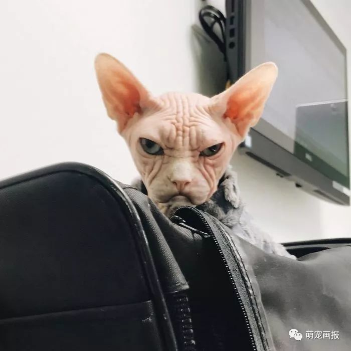 斯芬克斯猫:身上没毛,那咱就穿上衣服