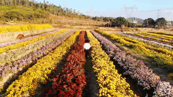 壁纸 成片种植 风景 植物 种植基地 桌面 576_324 gif 动态图 动图