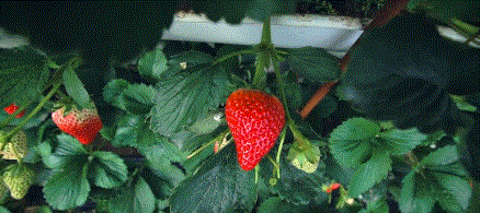 草莓味道更正宗,更香甜远离城市污染,果子呼吸新鲜空气降水量充沛