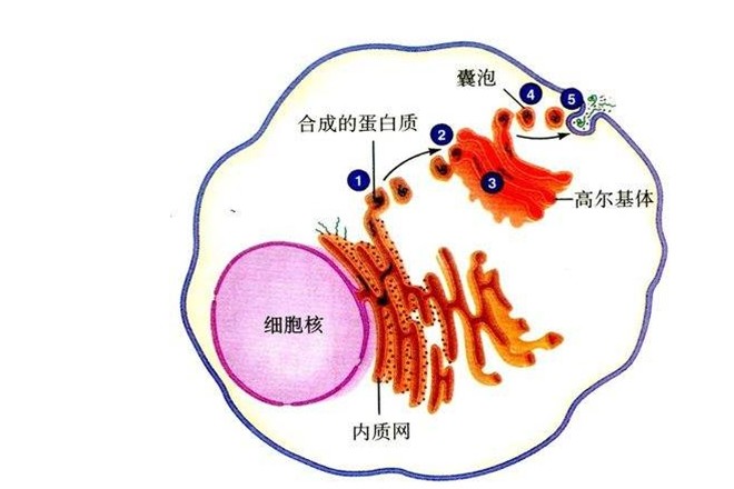 内质网定位蛋白调控自噬活性的新机制