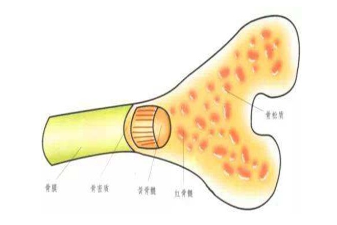 骨髓移植是"抽骨髓"?捐献者会影响身体健康?