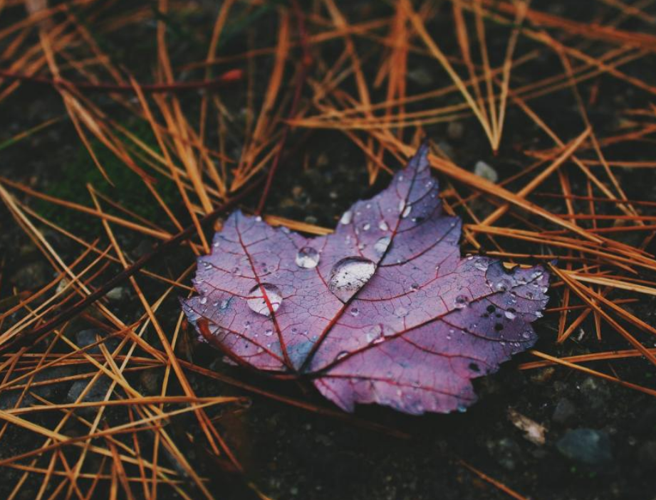 秋雨下的唯美秋景,高清精美电脑壁纸