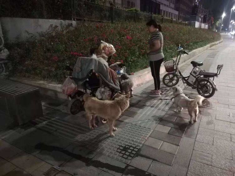 女子带着8只狗流浪深圳街头,丈夫从桂林赶来接她却惊慌而逃