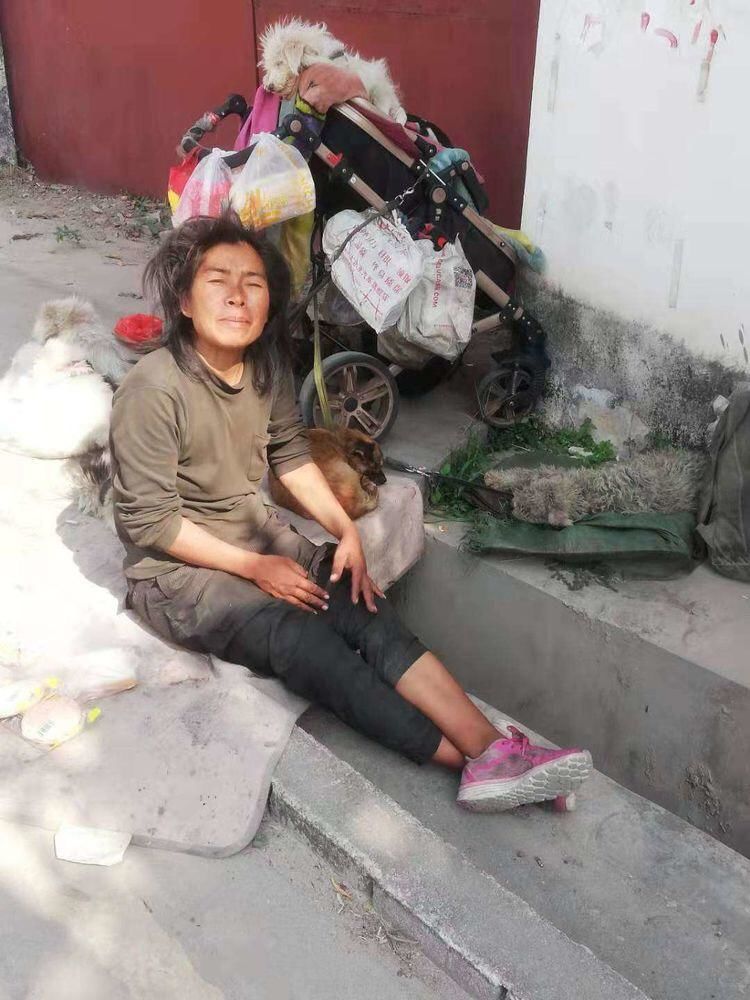 女子带着8只狗流浪深圳街头,丈夫从桂林赶来接她却惊慌而逃