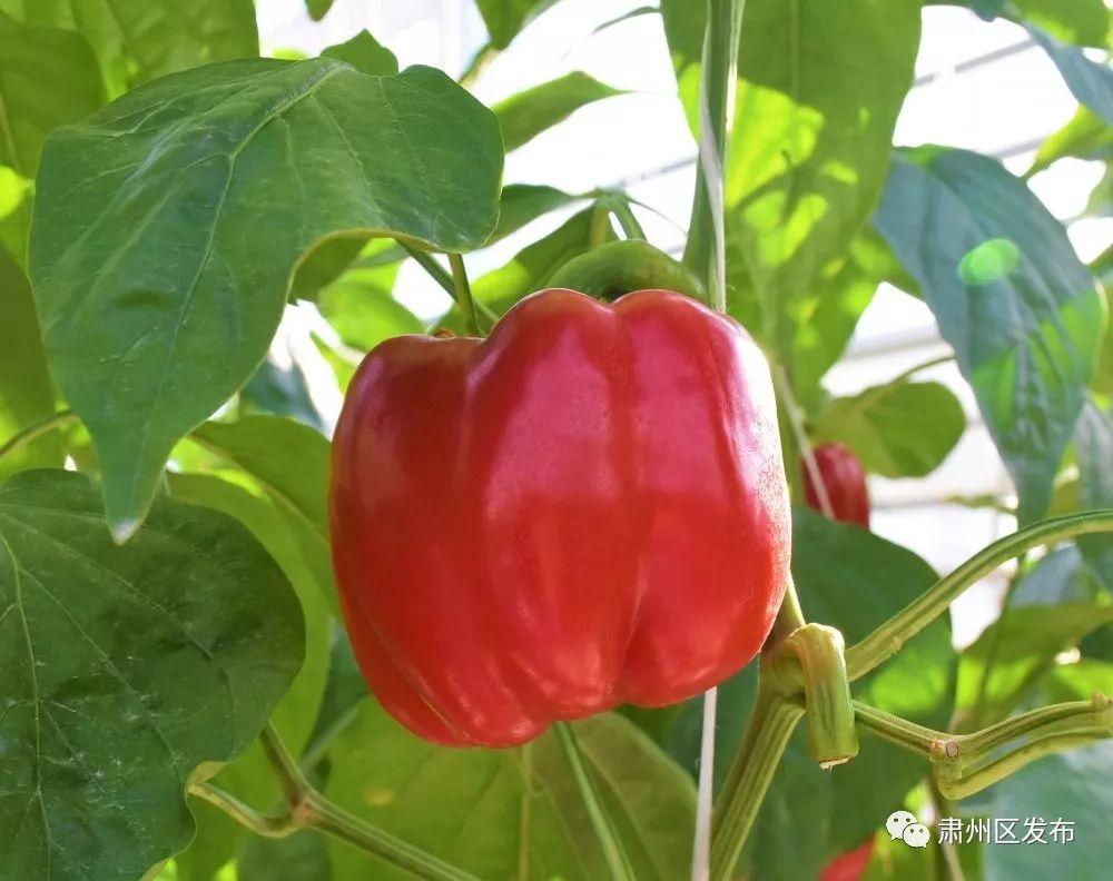 肃州区,生态农业,彩椒,玻璃温室,草莓,温室