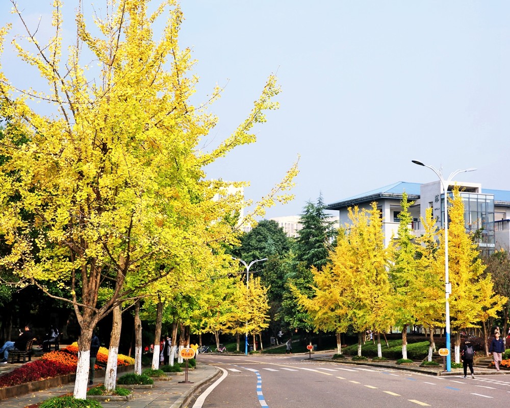 当重庆大学新校园银杏叶黄的时候,校园如同公园,游客如织
