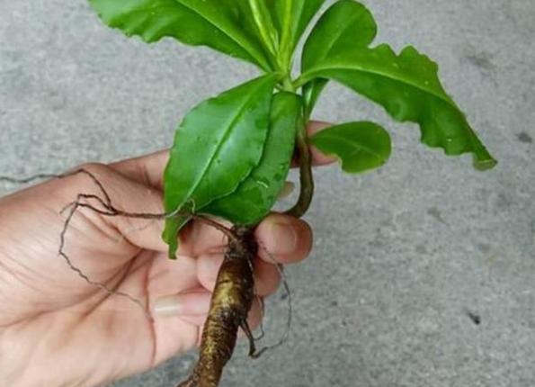 可做汤,凉拌,涮锅子,咋吃都很好吃,而土人参的根,是一种很好的药用