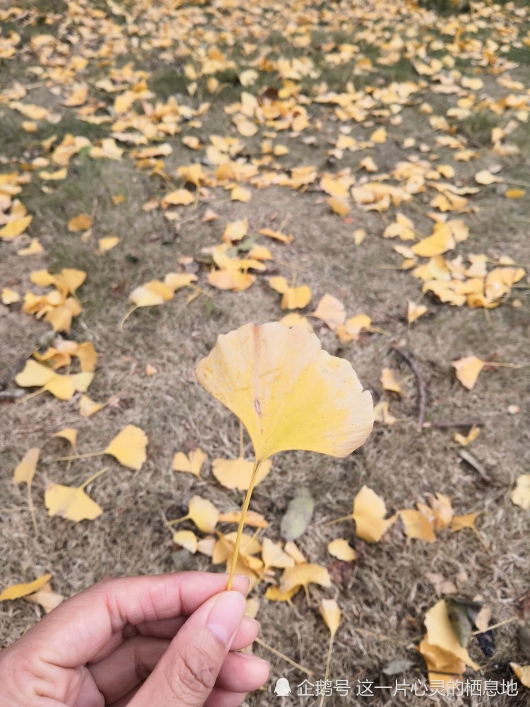 风吹落一地的树叶,化作春泥更护花!