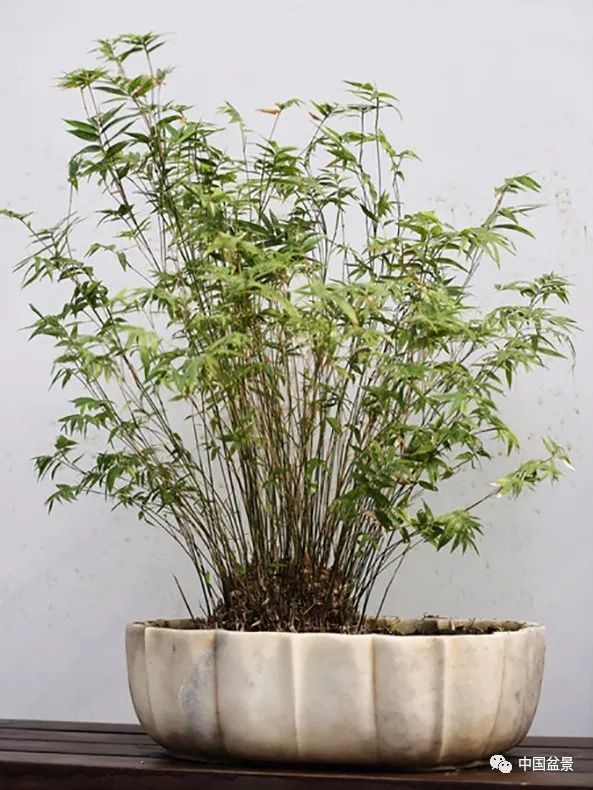 竹子盆景矮化技巧