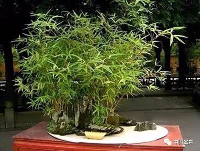 竹子盆景矮化技巧