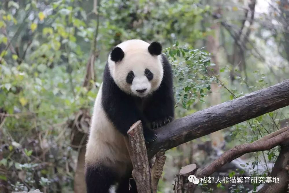 今天开始,南宁人不用去成都也能看大熊猫啦!就在这个地方!