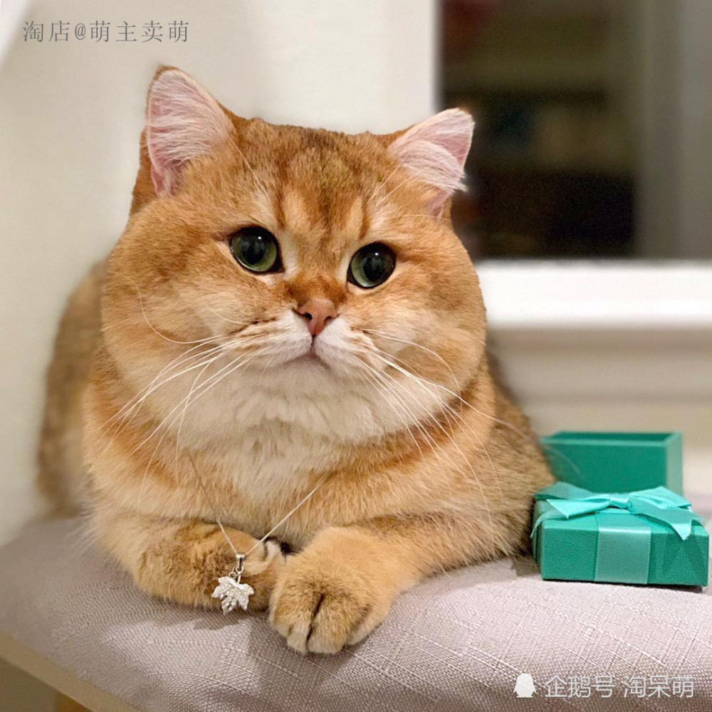 我是英国短毛猫金渐层