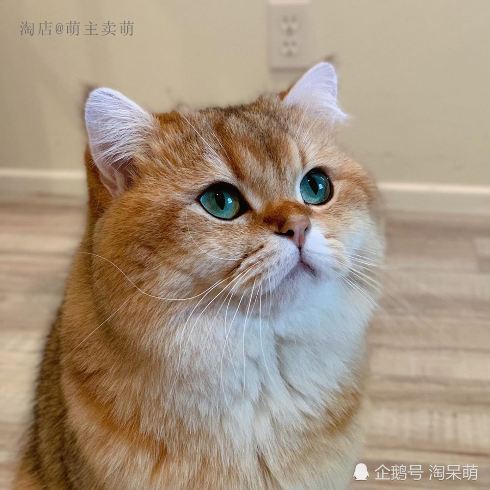 我是英国短毛猫金渐层