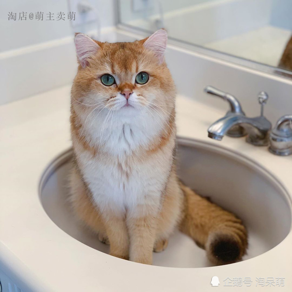 我是英国短毛猫金渐层