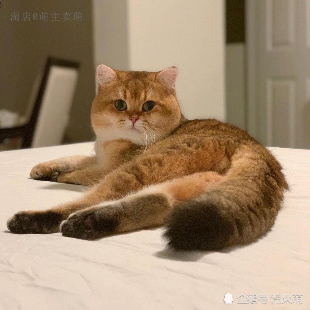 我是英国短毛猫金渐层
