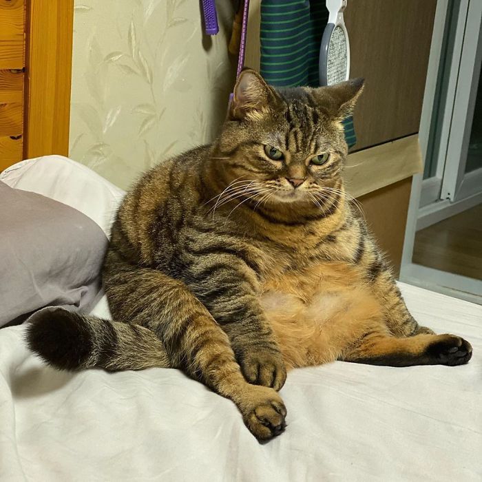 日本超级大胖猫在网络走红,胖成球的猫咪卖萌太可爱了