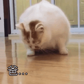 搞笑一组猫咪动态表情包,我想那个了