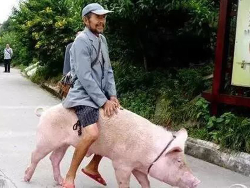 日本独创的骑猪比赛,骑着猪一路狂奔,猪是什么感受?