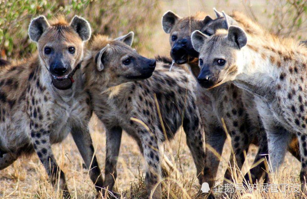 鬣狗真正的天敌,其实并不是狮子,连狮子见到它们都会害怕