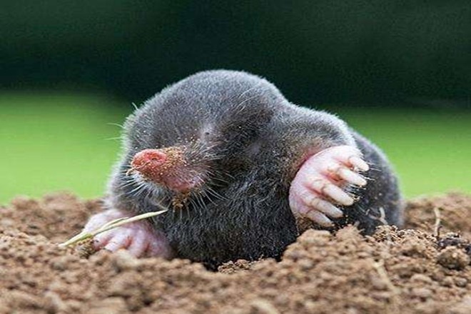 鼹鼠虽然长得像老鼠,但它并不属于啮齿动物,到底是怎样奇怪生物?