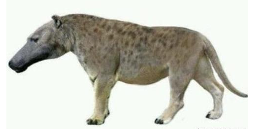 传闻神农架出现"驴头狼",它像极一种远古动物,但该物种已灭绝