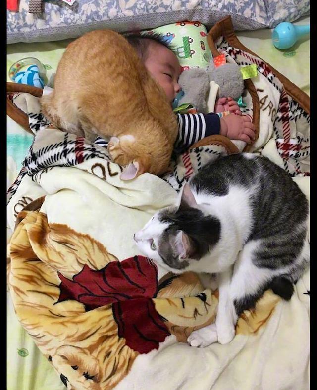 宝宝睡着后,两只猫咪过来陪,其中一只竟压在他身上,过分了啊!