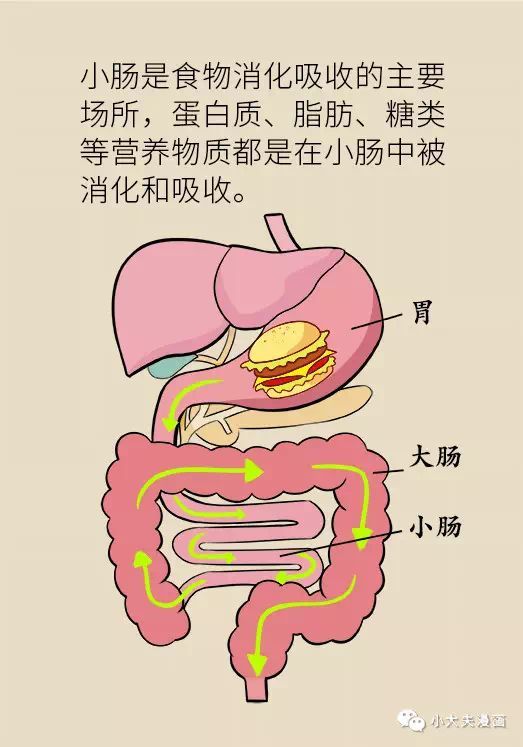 大肠,肠道
