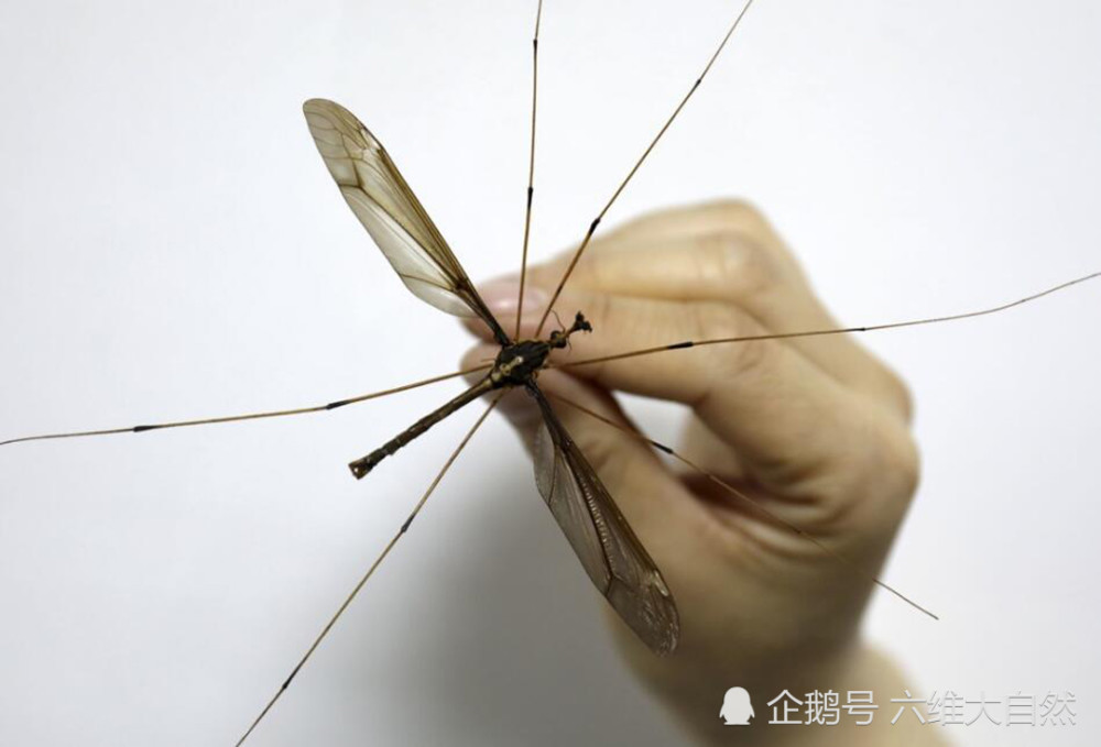 体型有巴掌大的蚊子,是世界上最大的蚊,却因口器退化不再吸血液