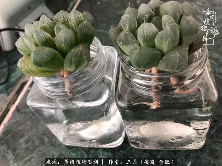 多肉,植物