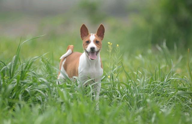 巴仙吉犬:几乎不吠叫的狗狗!是狩猎好手,也是受欢迎的