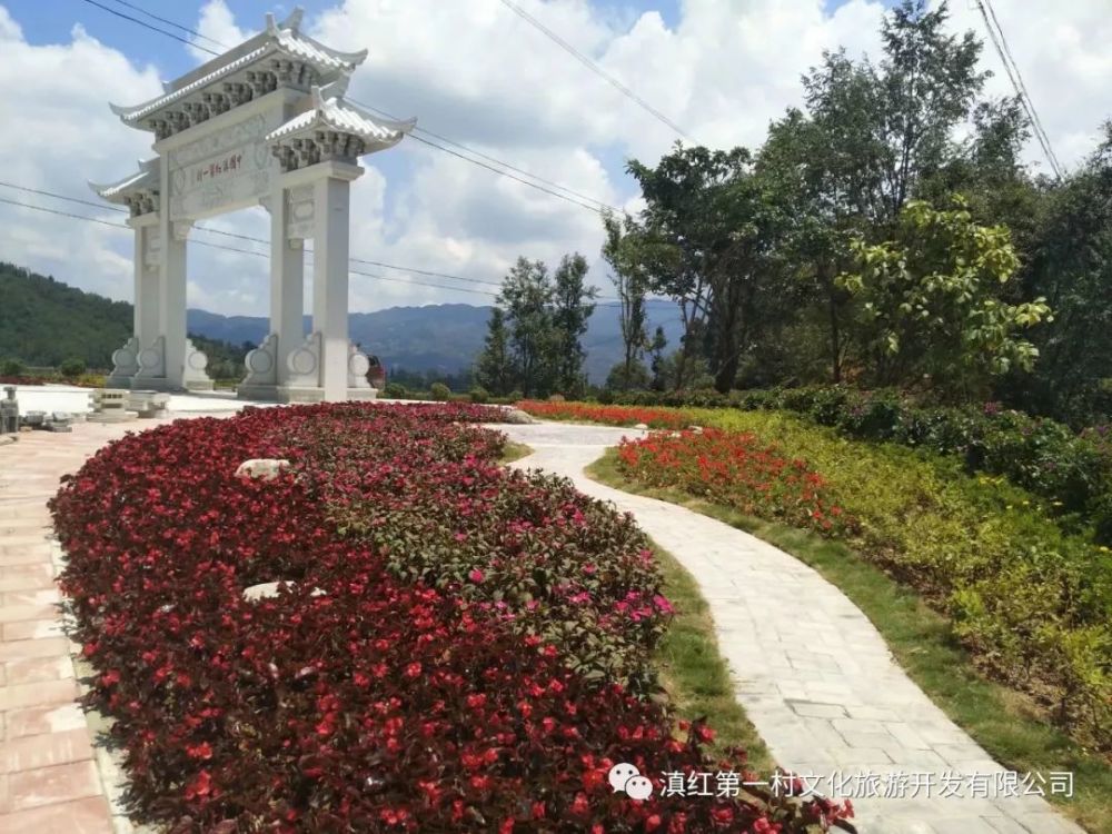 第一村,旅游景区,山茶花,凤庆,茶园