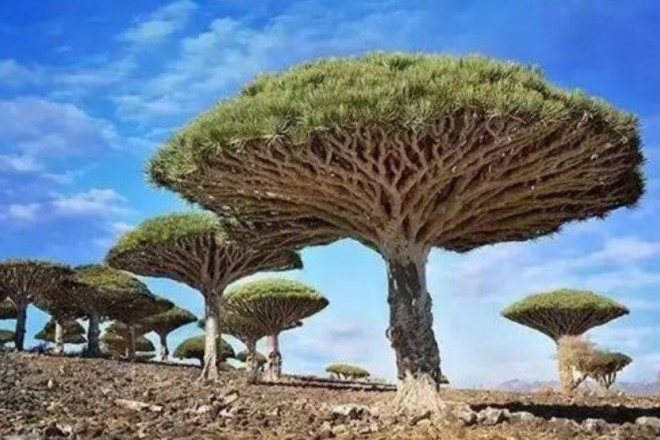 世界上最神奇的植物:龙血树,会流血的树,这个星球独特