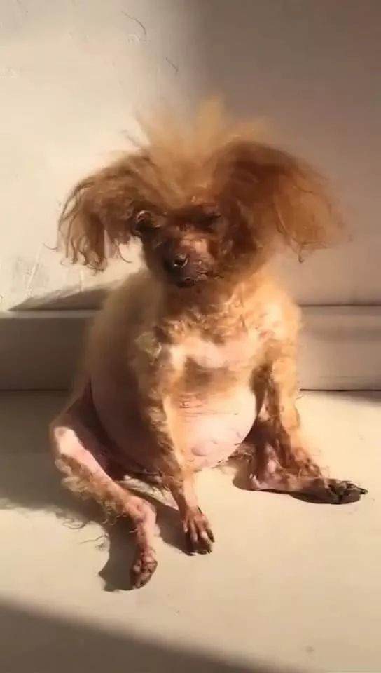 女子晒出男友照顾的泰迪,网友看后纷纷笑喷