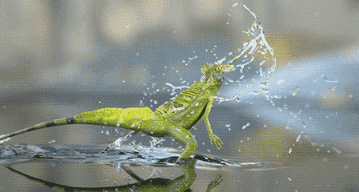 蜥蜴,龙卷风,龙虾竟然都是微通道反应器的灵感来源