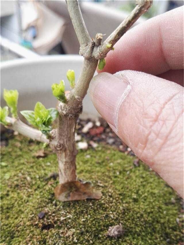 冬季如何修剪茉莉花?"轻剪"才行,来年花多,花大,花香!