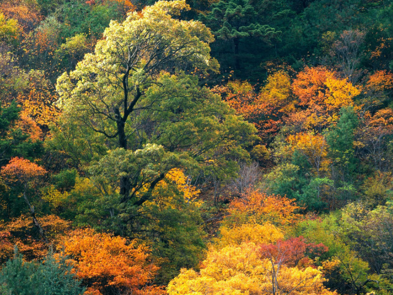 大山里秋天的红叶景色,高清桌面壁纸