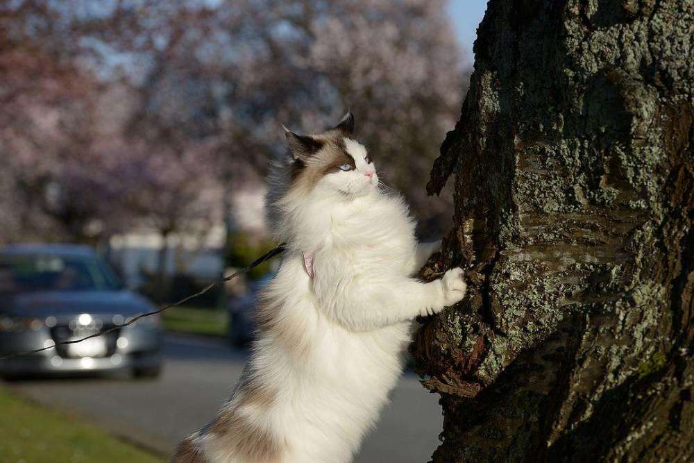 遛猫=杀猫,大多数猫咪不适合被遛,"圈养"是对猫咪最好