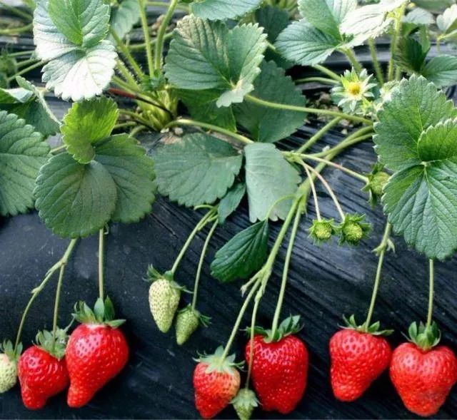 草莓,分株繁殖,植株,果实,分株,大棚