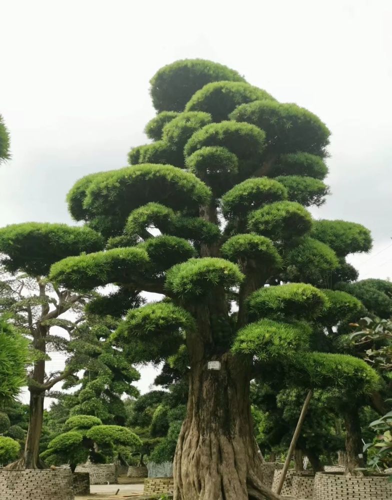 庭院种什么树又吉利又好看!