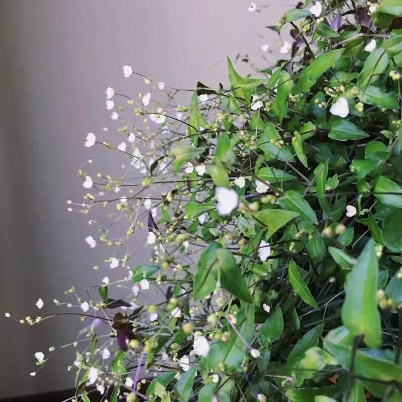 婚纱吊兰喜温暖湿润的半阴环境,喜欢疏松肥沃,排水良好的砂质土壤