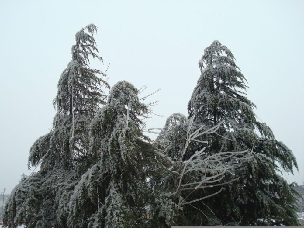 哈油咏雪‖秋月扬明恽,冬岭秀寒松