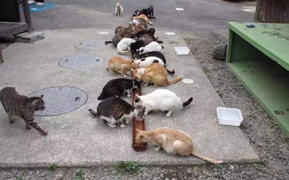流浪猫,猫妈妈,猫崽子,流浪猫形成原因,有效救助流浪猫