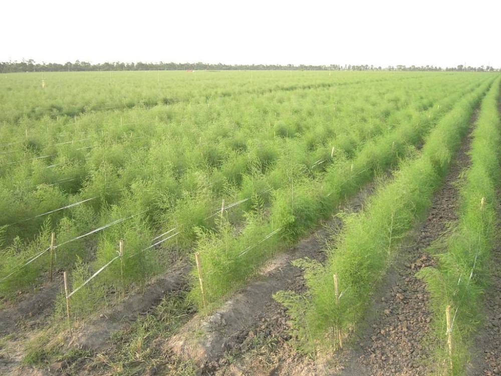 芦笋种植虽简单,要是这两方面做不好,也别想实现高收益