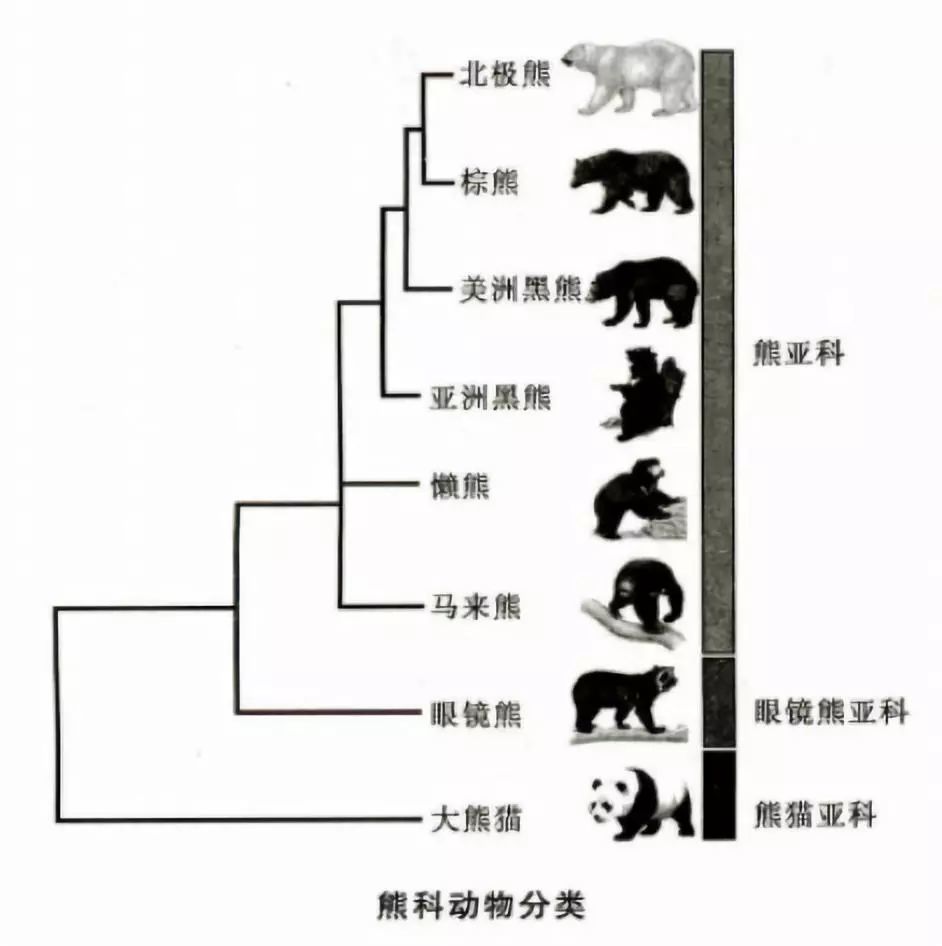 3万年前,两者的共同祖先生活在高纬度地区,当时地球的气候变暖,导致