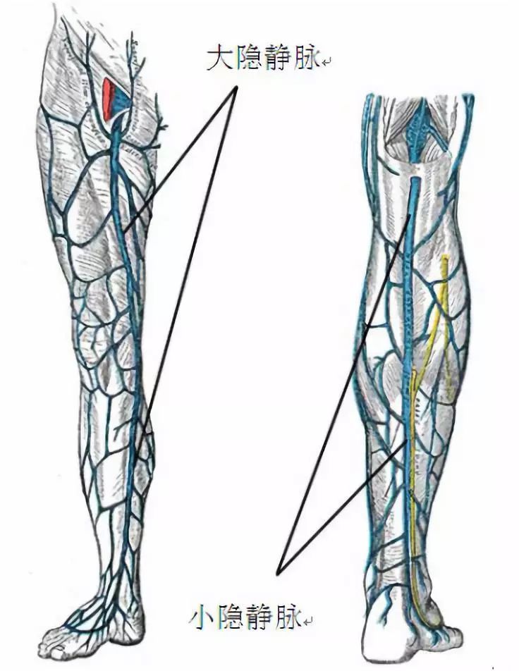 逐渐向前上,在耻骨结节外下方穿隐静脉裂孔,汇入股静脉,其汇入点称