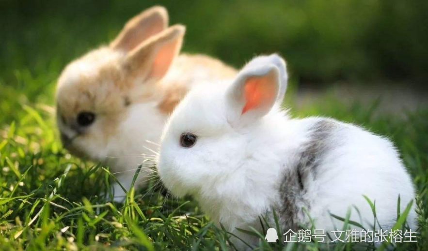 兔子,小白兔,,宠物饲养,宠物百科,兔子幼崽