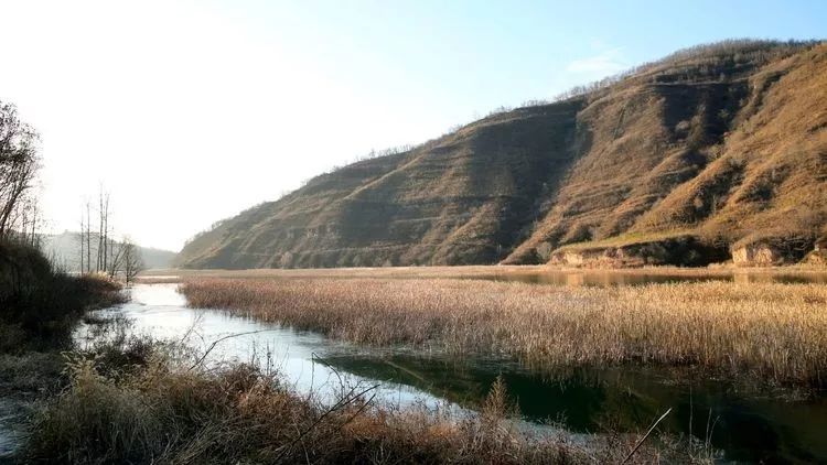 铜川一群人来到水库,用"长枪短炮" 瞄准野生天鹅