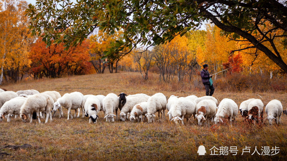 深秋的草原,这位牧民在放羊,为这如画的景色增添一抹流动的色彩